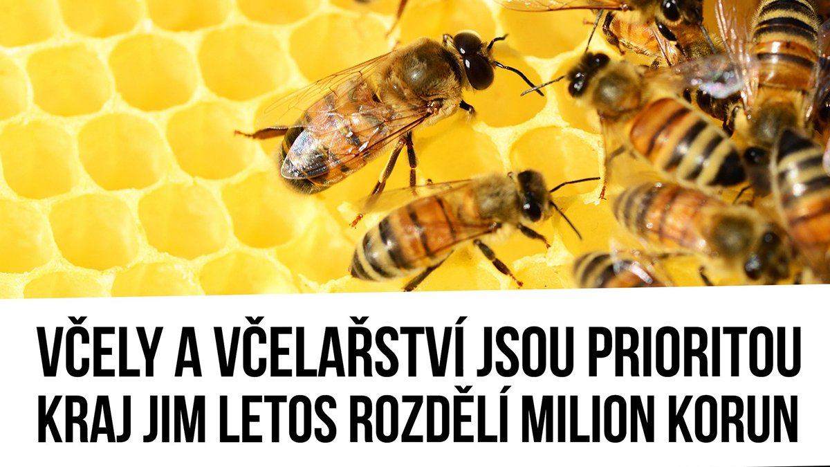 Ančincová: Včely a včelařství jsou prioritou, kraj je letos podpoří milionem korun